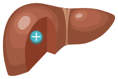 Illustration of a healthy liver