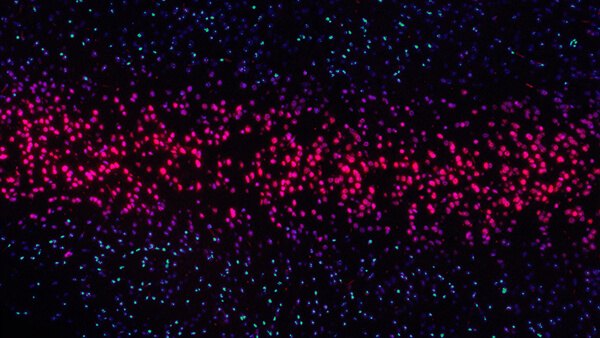 PR Newswire: Helio & NCC China Win Ministry of Science & Tech Grant